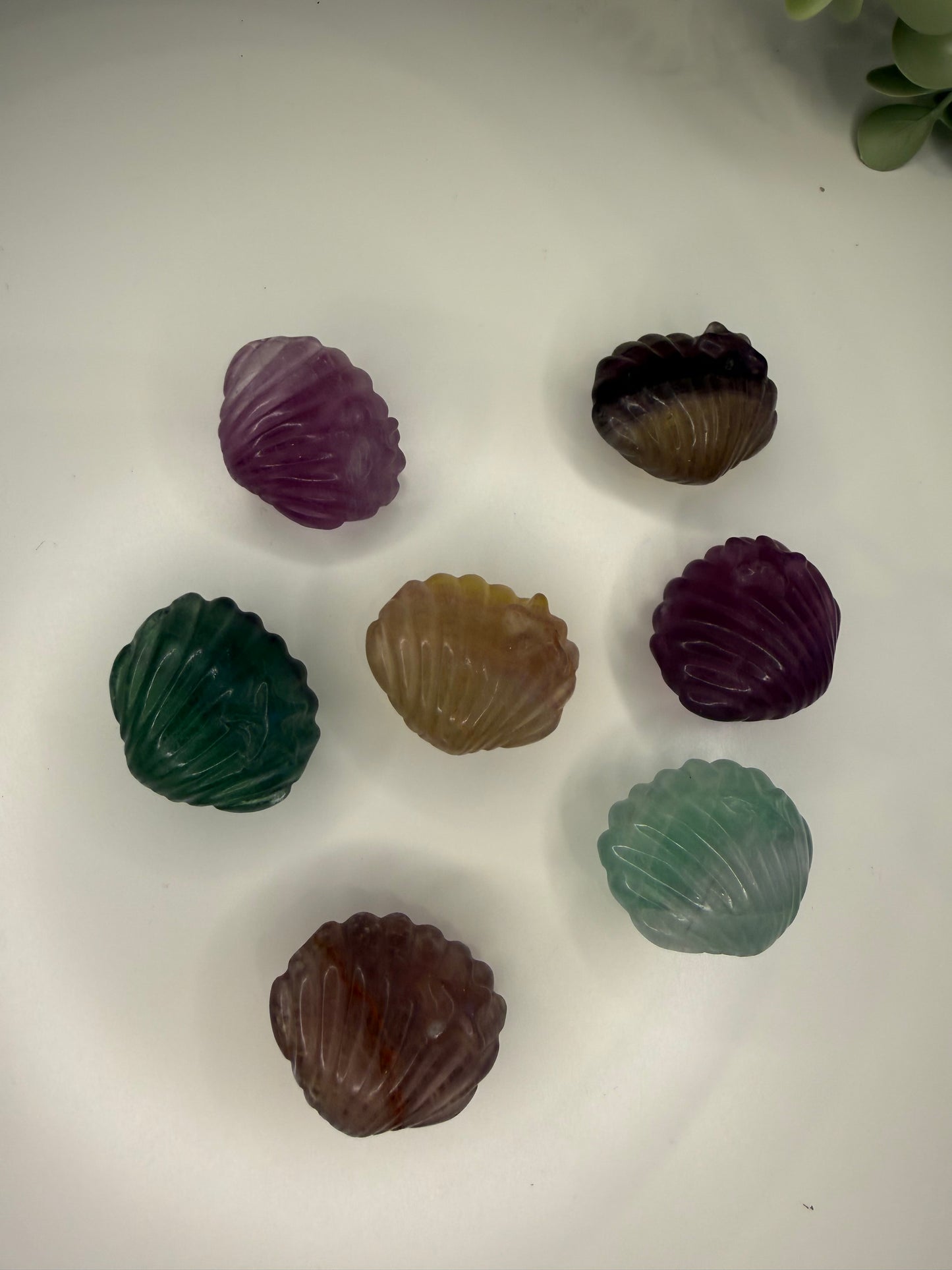 Fluorite Seashell with Starfish